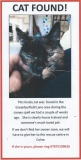 Cat Found