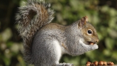 Squirrel eating a nut