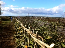 Hedge_laid_in_South_of_England_style