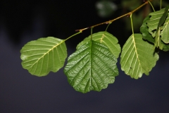 Leaf of an Alder Tree