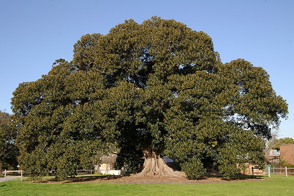 Moreton Bay Fig