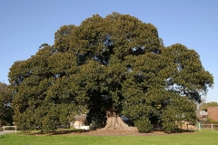 Moreton Bay Fig