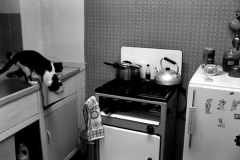 Catandcooker773101