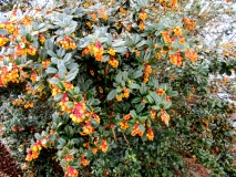 Mystery bush March 2020