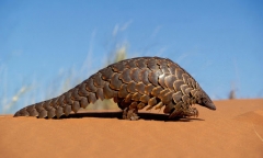 Pangolin