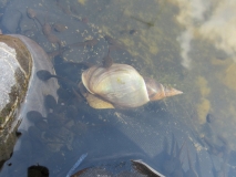 A snail with tadpoles in Tizer's pond 2