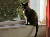 Rosie