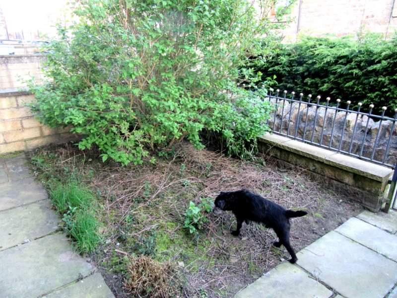 Front garden 200420