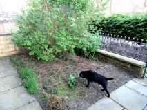 Front garden 200420
