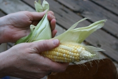 Shucking corn