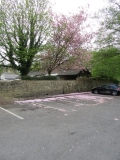 Flowering Cherry May 1st 2020