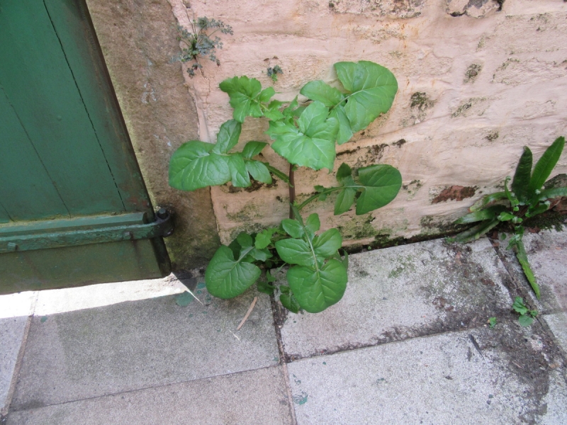 Backyard plant May 2020