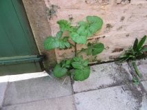 Backyard plant May 2020