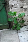 Backyard plant 02 May 2020.JPG