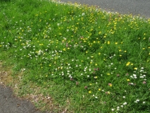 grass_verge_Taunton090520