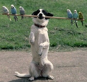 dog with budgies on a stick