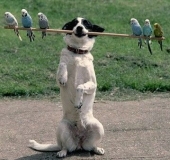 dog with budgies on a stick