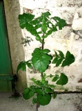 Backyard plant 03 May 2020