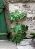 Backyard plant 17 May 2020