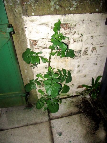 Backyard plant 19 May 2020