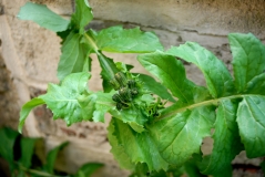 Backyard plant 22 May 2020
