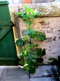 Sow Thistle 250520