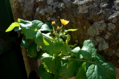 Sow Thistle 02 250520