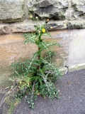 Sow Thistle Wellhouse Street250520