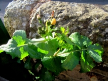 Sow Thistle 02 270520