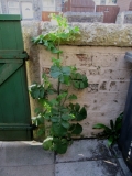 Sow Thistle 01 270520