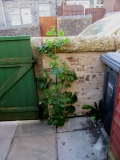 Sow Thistle 01 290520