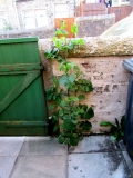 Sow Thistle 01 300520