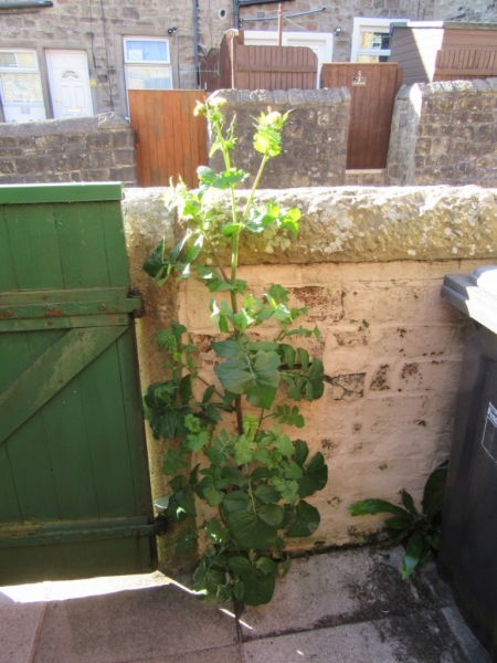 Sow Thistle 010620