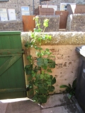 Sow Thistle 010620