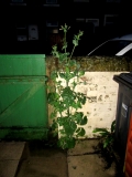 Sow Thistle 050620
