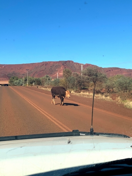 Cow on road Pilbara