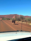 Cow on road Pilbara