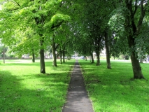 Trees on Green July 2020