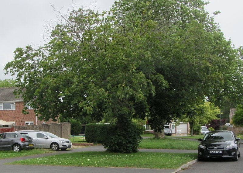 rootstocks1