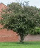 rootstocks4