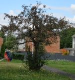 rootstocks5