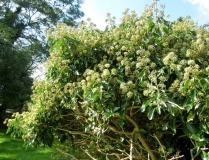Flowering ivy