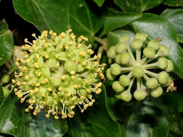 Ivy flowers