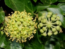 Ivy flowers