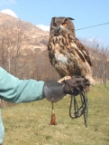 EagleOwl04