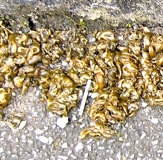 MYSTERY OBJECT 235