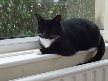 A warm Izzy