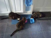 Cats n Cod