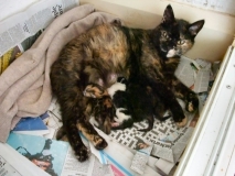 Rosie and Kittens