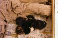 Saturday Kittens
